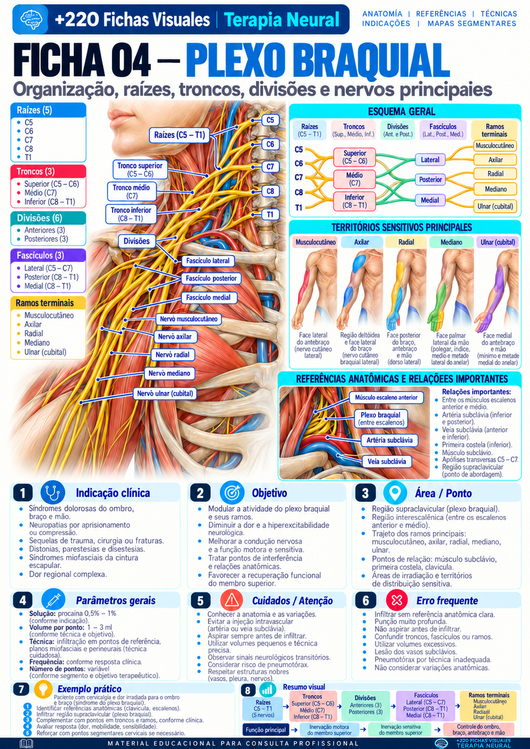 Brachial Plexus